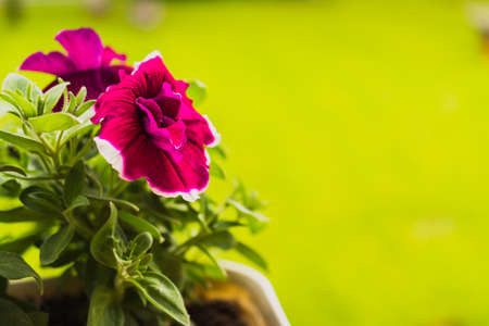 petunia flowers close-up on a green background with a blurred focus. Petunias with selective focus horizontal background with space to copy. nature wallpaperの写真素材