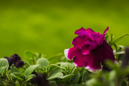 petunia flowers close-up on a green background with a blurred focus. Petunias with selective focus horizontal background with space to copy. nature wallpaperの写真素材