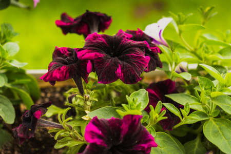petunia flowers close-up on a green background with a blurred focus. Petunias with selective focus horizontal background with space to copy. nature wallpaperの写真素材