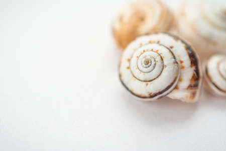a group of grape snail shells in close-up on a light background, in powdery tinting.Top view. Backgroundの写真素材