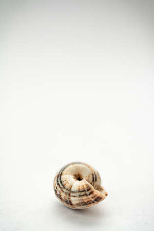 a group of grape snail shells in close-up on a light background, in powdery tinting.Top view....
