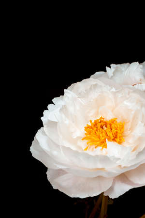 one pink peony flower on a dark background. Pink peonies on an isolated black background.の写真素材