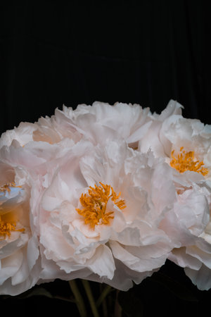 a bouquet of pink peonies on a dark background. Pink peonies on an isolated black background. horizontal image.の写真素材