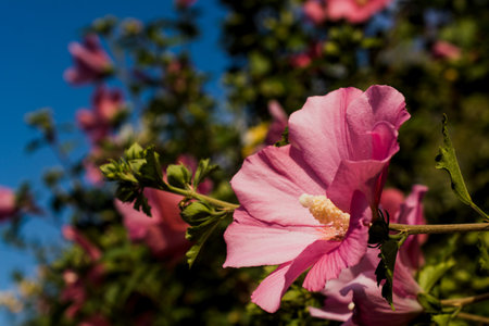 pink mallow flower on a blurry background. Beautiful pink mallow flowers bloom on a bright sunny...