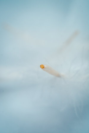 white fluffy down of a bird on a white background. Soft feather texture on a white background. Light...