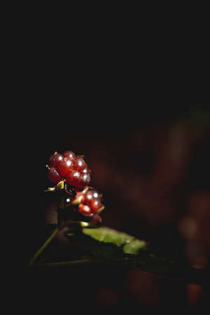 blackberry close-up with leaves on a dark background in the forest. a berry illuminated by a ray of light. The concept of a background image. blurred backgroundの写真素材