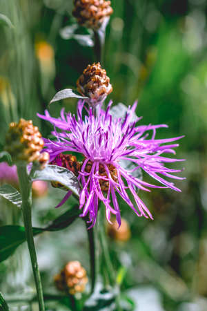pink cornflower flower close-up. the background image. an idea for a puzzle.Purple-pink flowers of a large cornflower.の写真素材