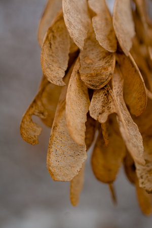 Background photo of maple seeds. Maple seeds in autumn on a branch on a light blurred background.の写真素材