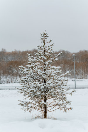 a snow-covered fir tree against the background of trees, in a winter city park, covered with snow. A beautiful coniferous tree.の写真素材