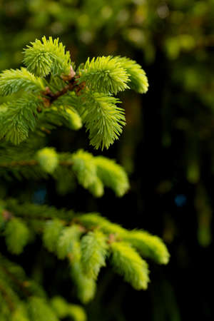 fresh green branches of spruce in the sunlight. close-up of a branch with a new young shoot or spring, environmental protection and the concept of a new life. background photoの写真素材