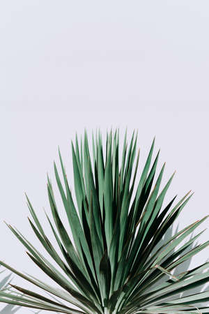 fresh green yucca leaves on a white background. A green yucca plant isolated on a white background.の写真素材
