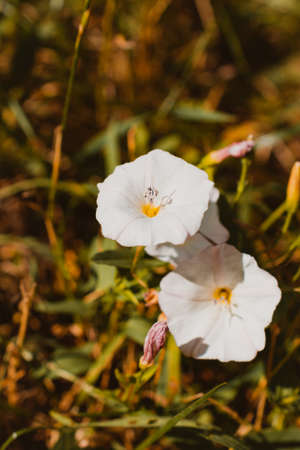 European bindweed, corn lily blooms in the meadow, two white bindweed - the harmful effect of crops...