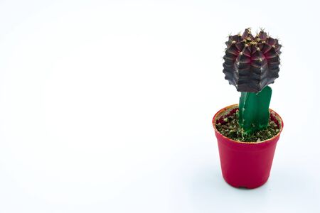 cactus in pot minimalist trendy style above white background and copy space tropical desert flower dark red and green leaf color texture with a beautiful pattern of thorns for modern home decorativeの写真素材