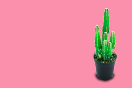 cactus in pot minimalist trendy style above pastel pink background and copy space tropical desert flower green leaf color texture with a beautiful pattern of thorns for modern home decorative ideaの写真素材