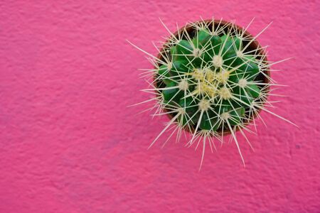 closeup cute cactus above or top view on vintage pastel pink color of wall background texture tropical plant with beautiful pattern of many thorns for modern style home decoration idea with copy spaceの写真素材
