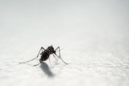 mosquito image close up by macro lens on grey cement floor background with copy space, black and white body and big stomach with human baby blood, dangerous animal cause malaria and dengue feverの写真素材