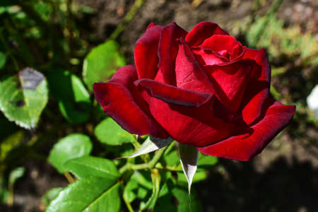 one rose in the gargen over natural backgroundの写真素材