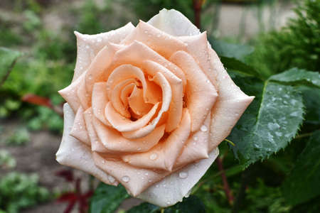 one rose in the gargen over natural backgroundの写真素材