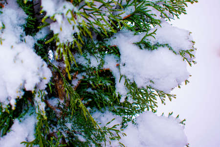 Branch thuja or cypress tree in snow. Winter snow background