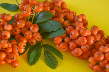 rowan branch on a yellow background close-upの写真素材