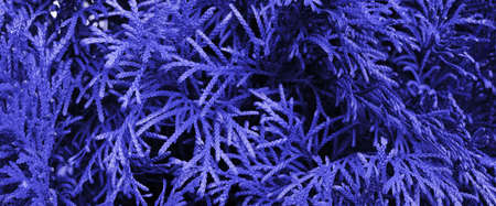very peri color. The background is purple. Conifer tree. Christmas and New Year holidays background. purple spruceの写真素材