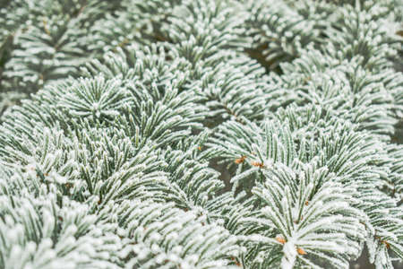 Christmas fir tree branches Background. Christmas pine tree wallpaper. Snow covered. High quality...
