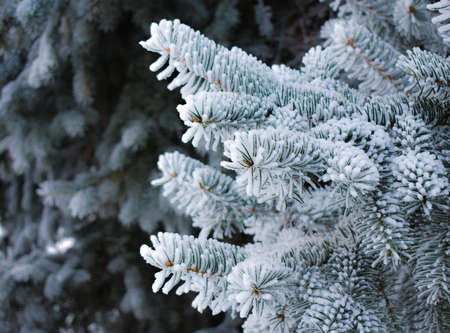 Christmas tree branch with hoarfrost, needles close-up. Christmas, pure nature. Graphic resources, copy space. High quality photoの写真素材
