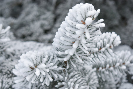 Christmas tree branch with hoarfrost, needles close-up. Christmas, pure nature. Graphic resources, copy space. High quality photoの写真素材
