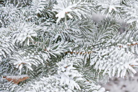 Christmas tree branch with hoarfrost, needles close-up. Christmas, pure nature. Graphic resources, copy space. High quality photoの写真素材