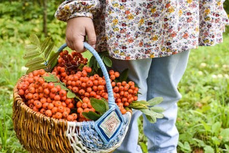 basket of berries with hand and feetの写真素材