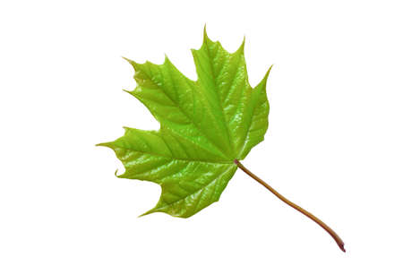 Green maple leaf isolated on white background