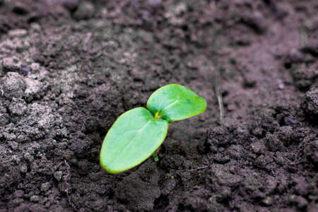 young green sprouts in the ground. Cucumber shoots. Green leaves. Black soil. Vegetable plants....