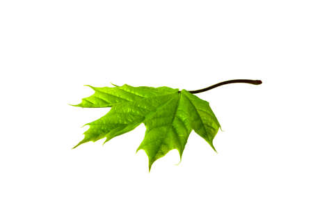 Isolated Leaf. Single maple Leaf close up. Isolated on white background. Design Element