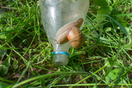 snail with horns crawling plastic bottle. plastic pollution concept. Environment conceptHigh quality...