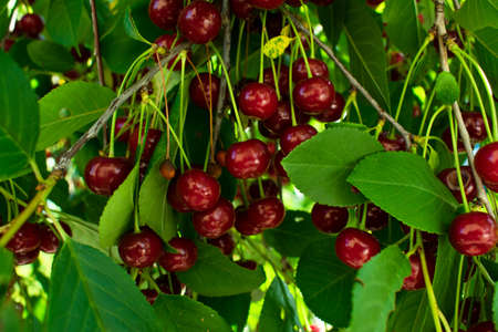 Many ripe cherries hanging on cherry tree branch, close up. Fruit tree growing in organic cherry...