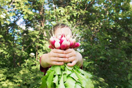 Cute little boy holding fresh organic beet in domestic garden. Healthy food for kid. Harvest time. High quality photoの写真素材