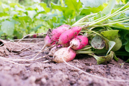 Fresh healthy juicy vegetables ready to eat. High quality photoの写真素材