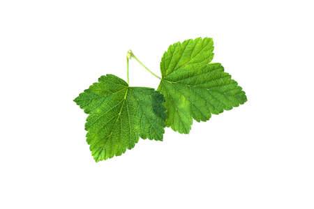 Pink roses Isolated on white background. High quality photoの写真素材