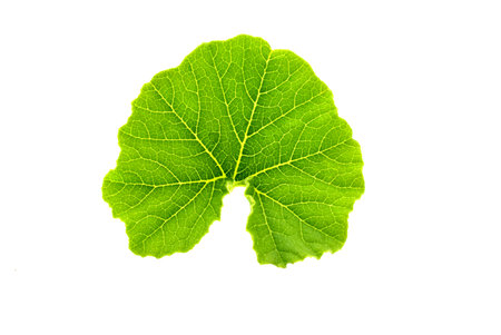 green pumpkin leaf isolated on white background. High quality photo