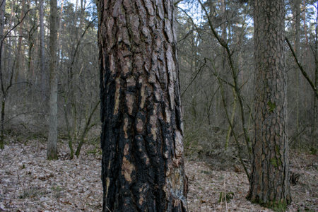 Burned and charred tree trunks after a fire. High quality photoの写真素材