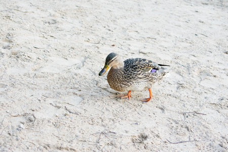 View from behind a Pacific black duck as it looks over its shoulder, while walking across a patch of dirt in a park. High quality photoの写真素材