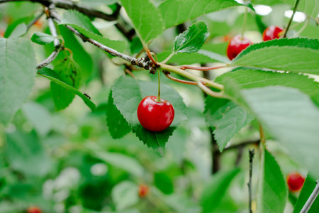 Close up on big Cherries hanging on a cherry tree branch. cherries hanging on cherry tree branch...