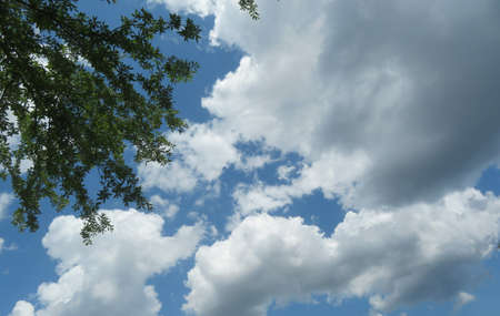Beautiful view of blue sky with fluffy clouds and tree branches