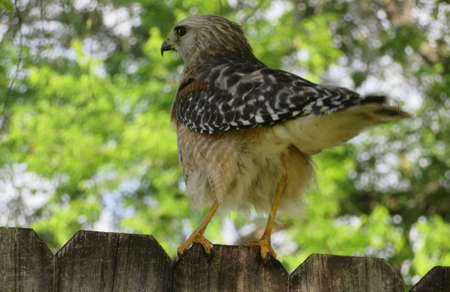 Red tailed hawk on fence on natural green backgroundの写真素材
