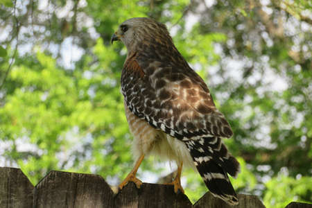 Red tailed hawk on fence on natural green background