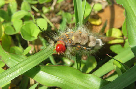 Woolly tussock caterpillar on green plant in Florida wild