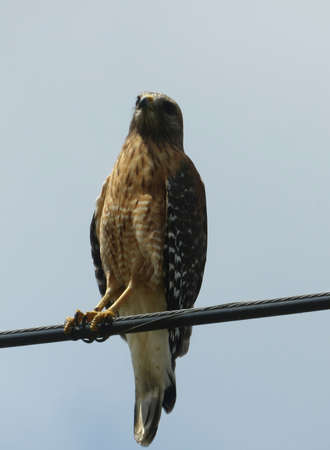 Red tailed hawk on wires on blue skyの写真素材