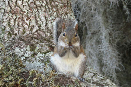 Gray american squirrel eats nuts in Florida park
