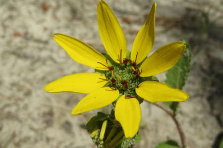 Yellow flower in Florida wild, closeupの写真素材