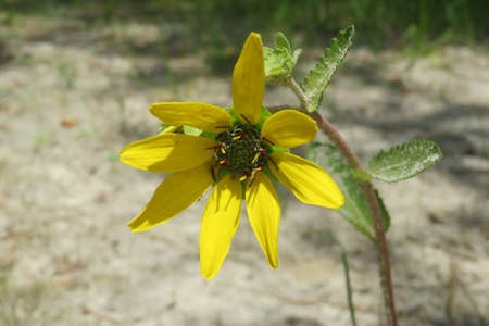 Yellow flower in Florida wild, closeupの写真素材